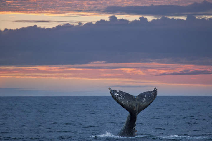 Whale watching